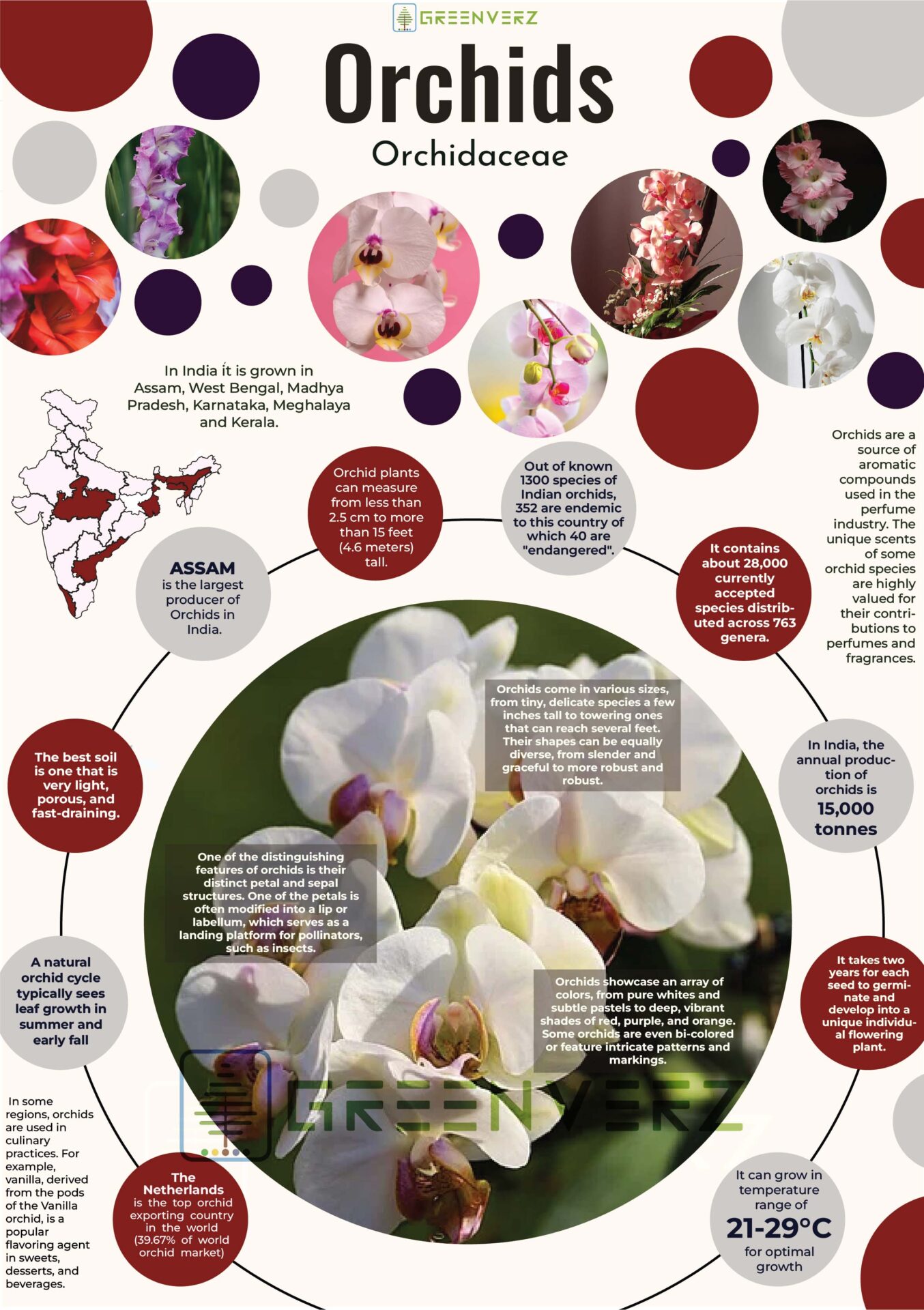 Infographics of Orchids