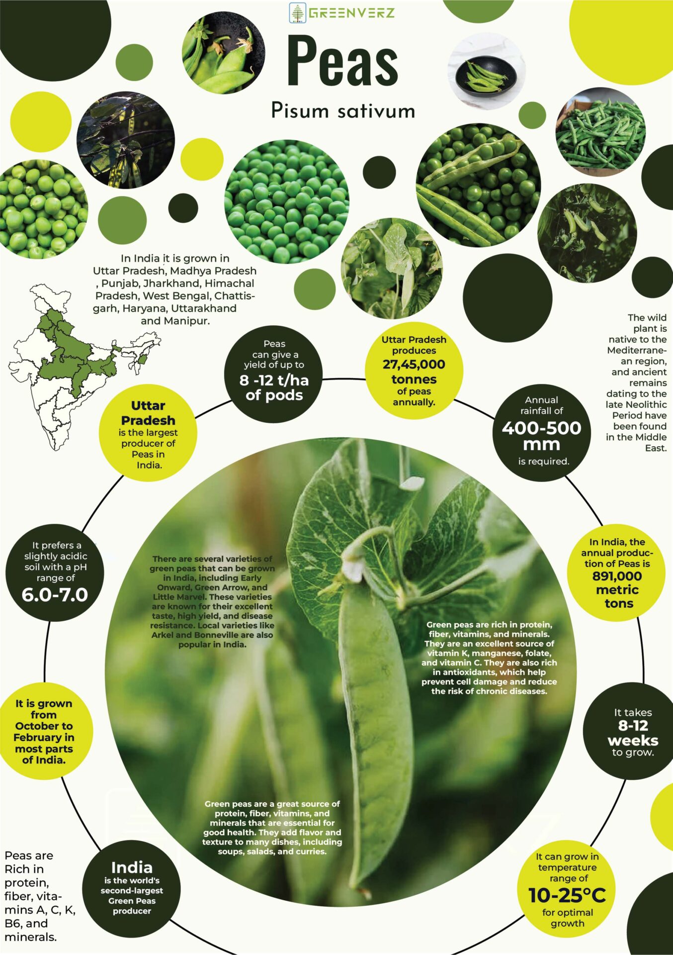 Infographics of Pea