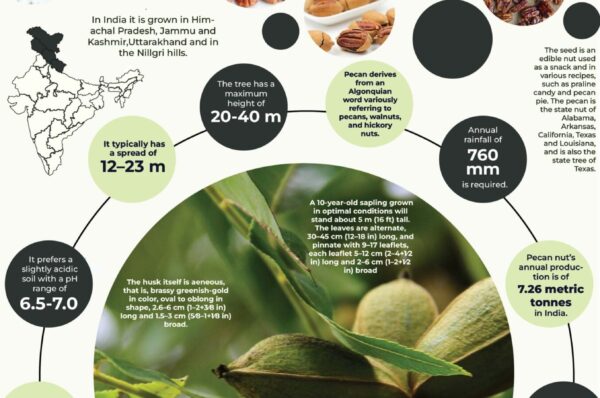 Infographics of Pecan Nut