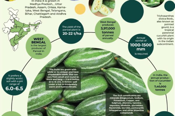 Infographics of Pointed Gourd