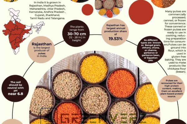 Infographics of Pulses