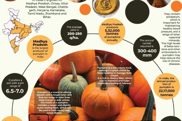 Infographics of Pumpkin