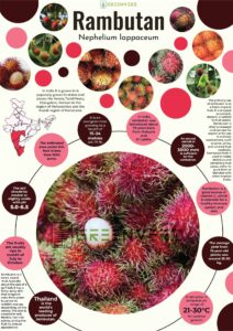 Infographics of Rambutan