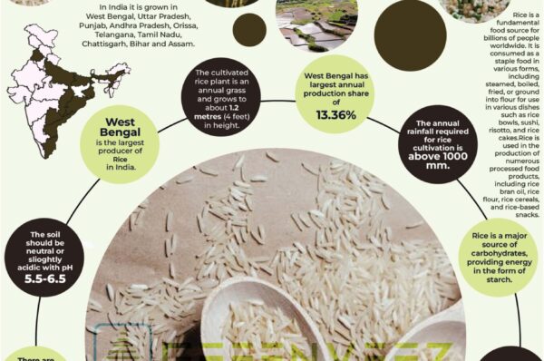 Infographics of Rice