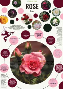 Infographics of Rose