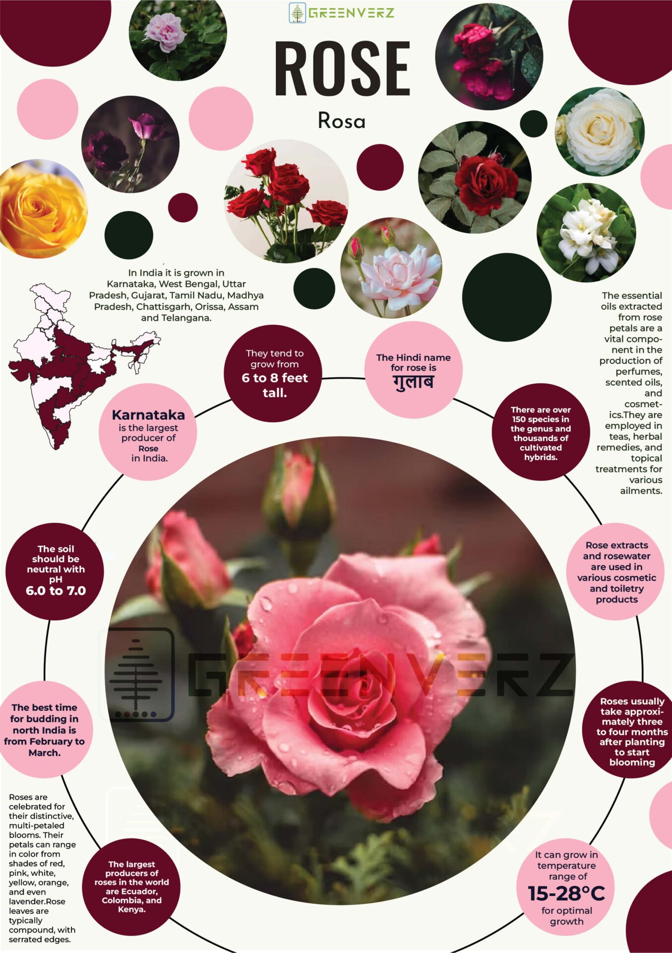 Infographics of Rose