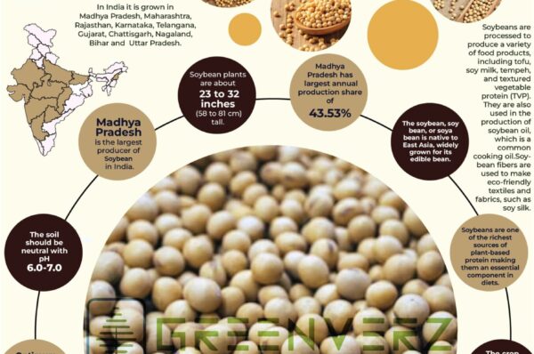 Infographics of Soybean