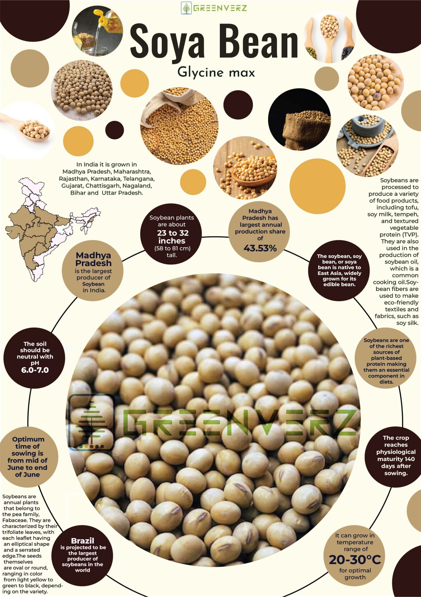 Infographics of Soybean