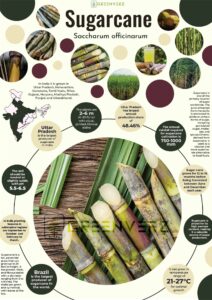 Infographics of Sugarcane