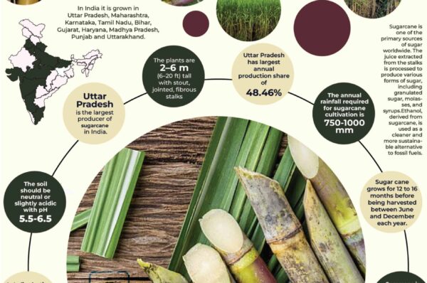 Infographics of Sugarcane