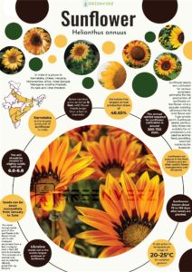 Infographics of Sunflower