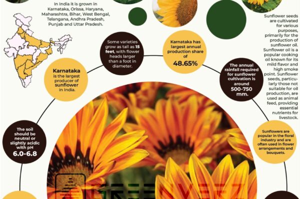 Infographics of Sunflower
