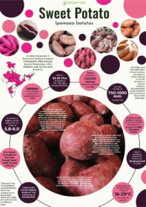 Infographics of Sweet Potato
