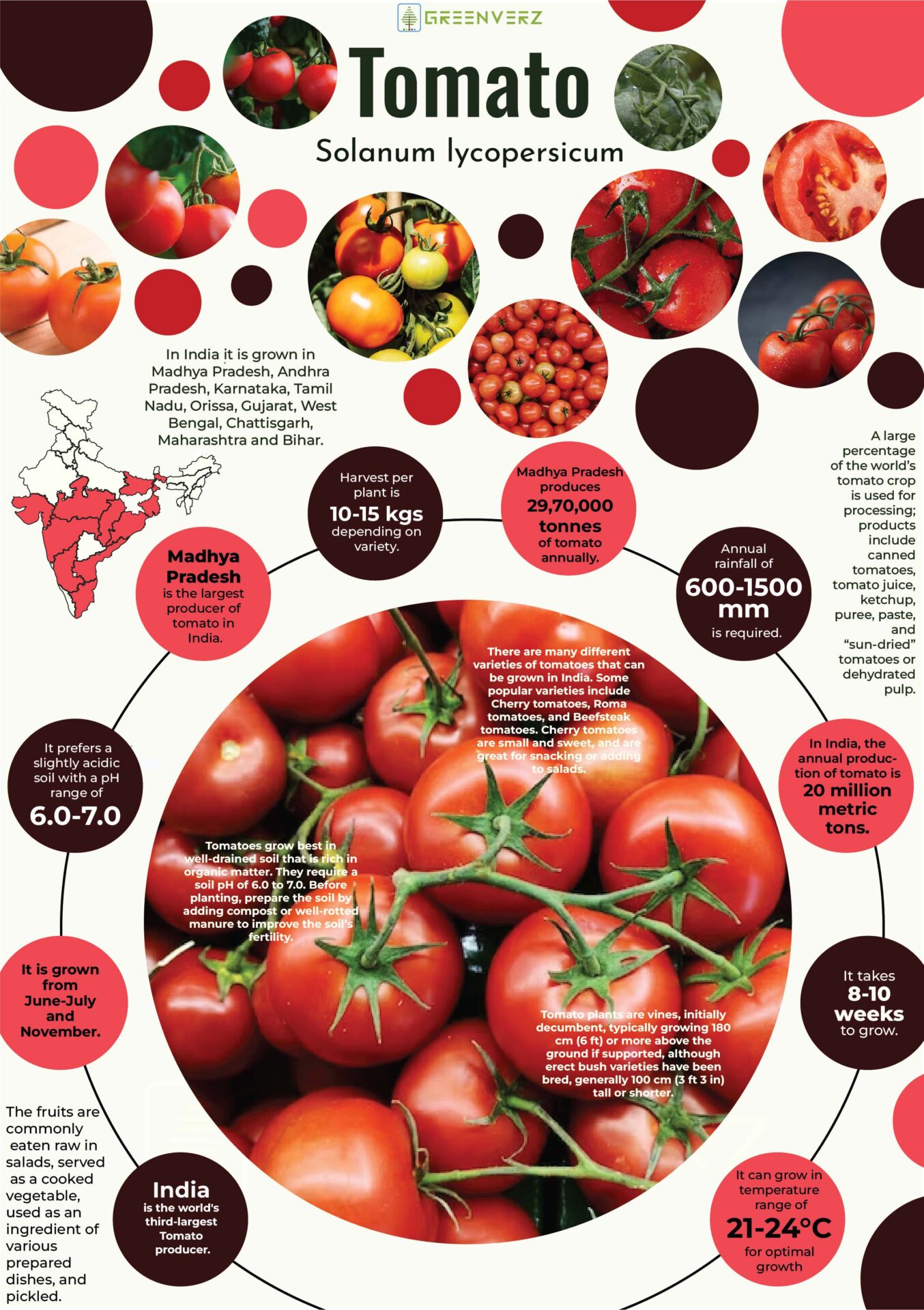 Infographics of Tomato