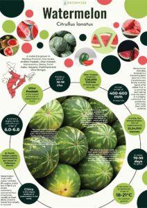 Infographics of Water Melon
