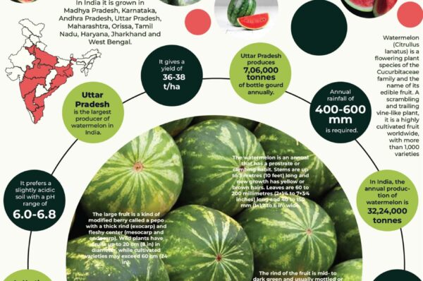 Infographics of Water Melon