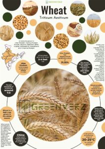 Infographics of Wheat