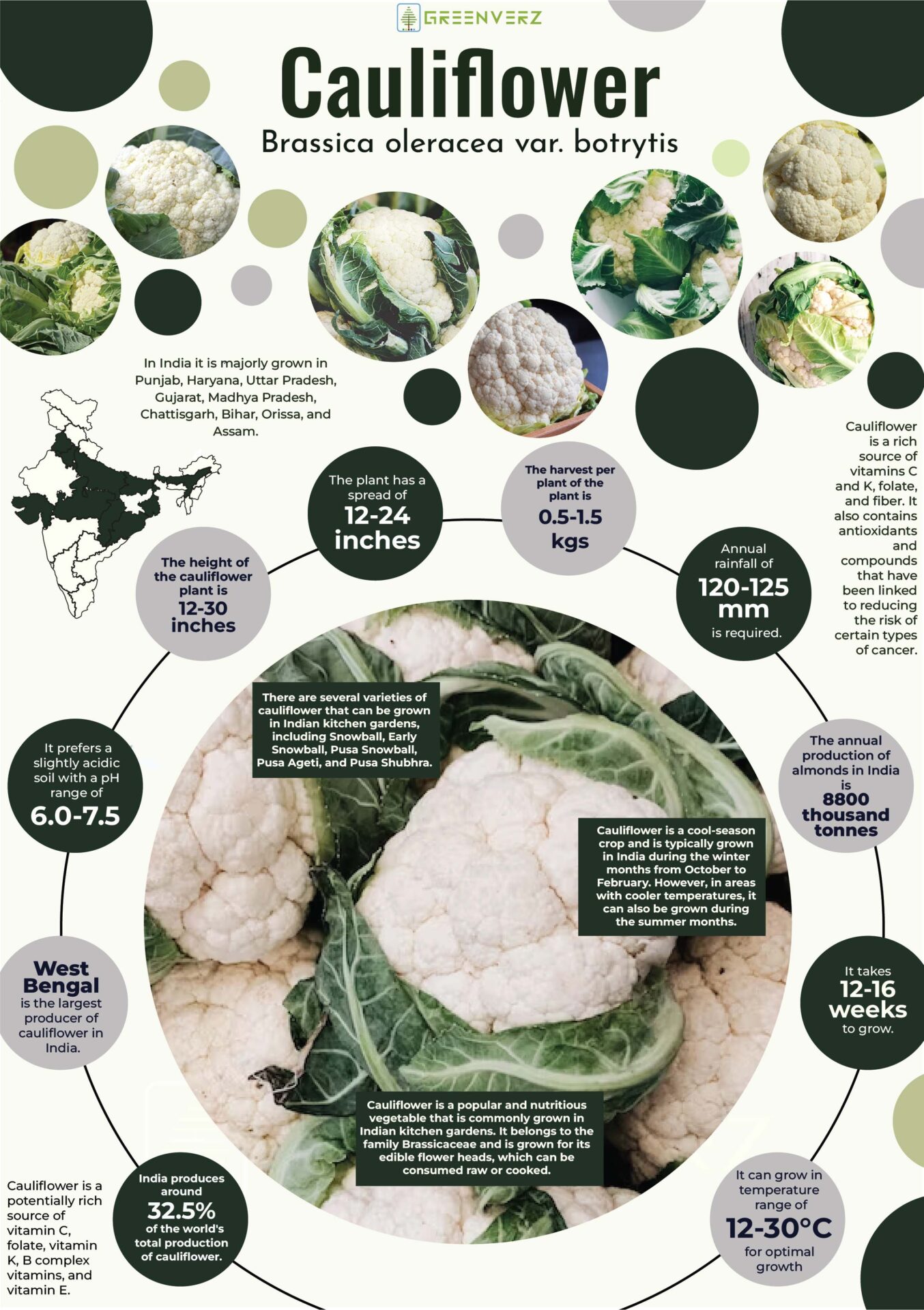 Infographics of Cauliflower