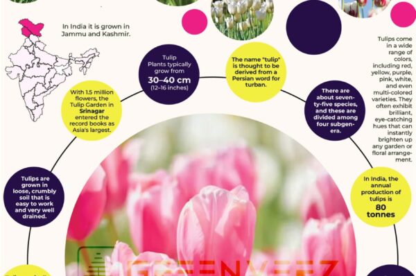 Infographics of Tulip