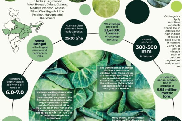 infographics of cabbage