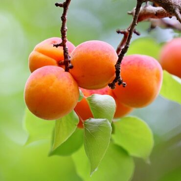 Plant Apricot Trees