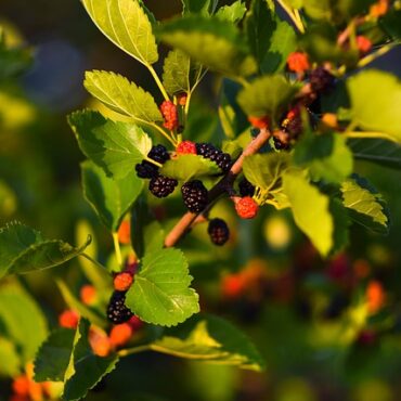 Plant Mulberry Trees