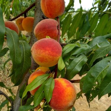 Plant Peach Trees