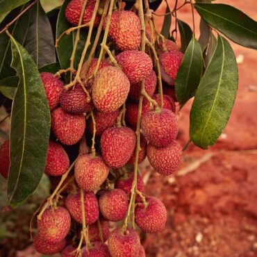 Plant Lychee Trees