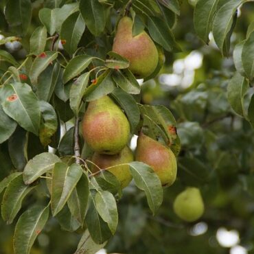 Plant pears trees