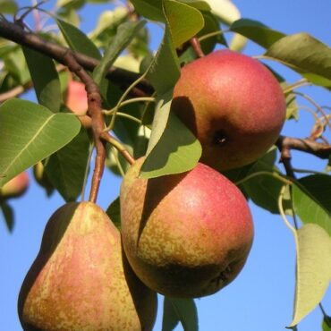Plant Pears Trees
