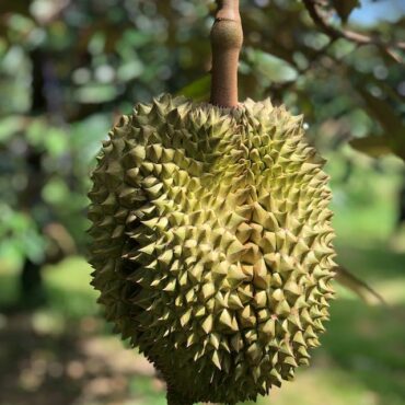 Plant Durian Fruit Trees