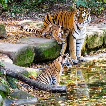 Tiger Habitat Conservation