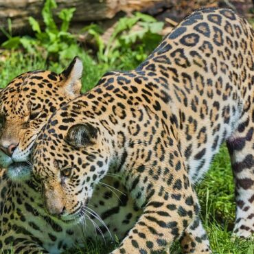 Leopard Habitat Conservation