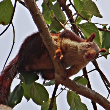 Malabar Squirrel Habitat Conservation