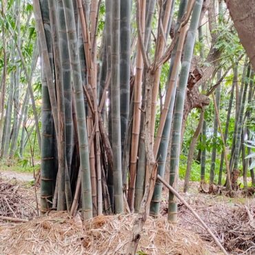 plant giant bamboo