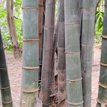 Plant Giant bamboo