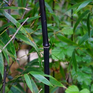 Plant black bamboo