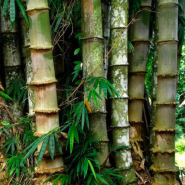 Plant Giant Bamboo