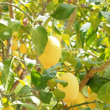 Plant Lemon Trees