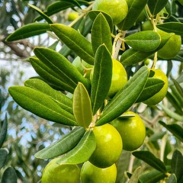 Plant Olive Trees