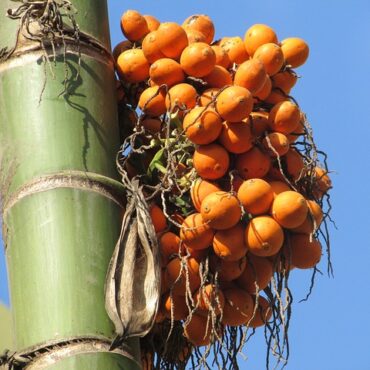 Plant Arecanut Trees