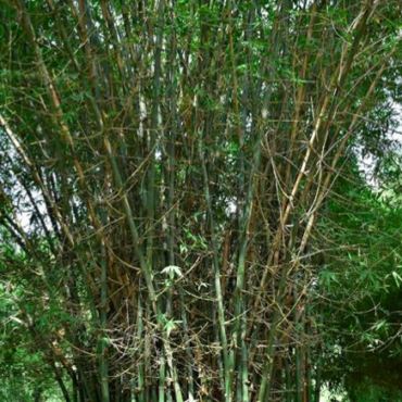 Plant Bhima Bamboo