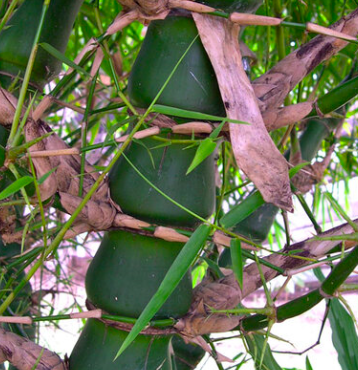 Plant Buddha Belly Bamboo