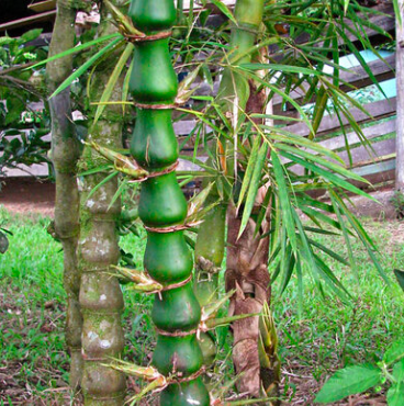 Plant Buddha Belly Bamboo