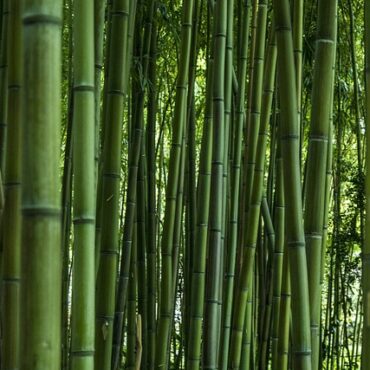 Plant Katang Bamboo