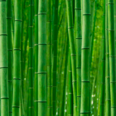 Plant Rangoon Bamboo