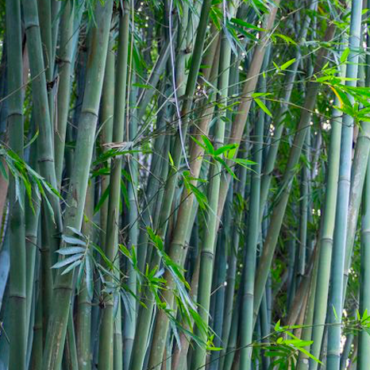 Plant Sweet Bamboo