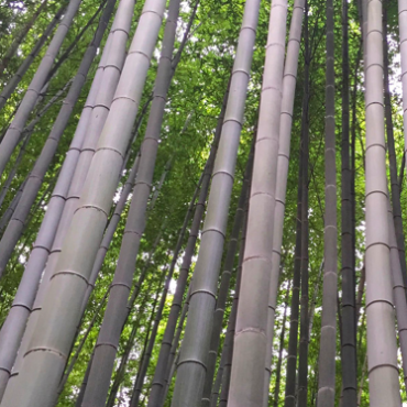 Plant Asper Bamboo