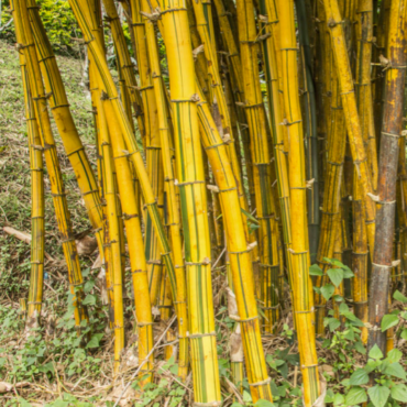 Plant Bar code bamboo