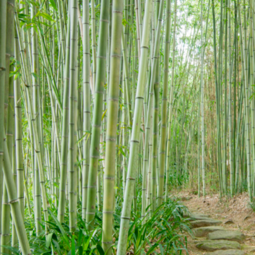 Plant Castillon bamboo